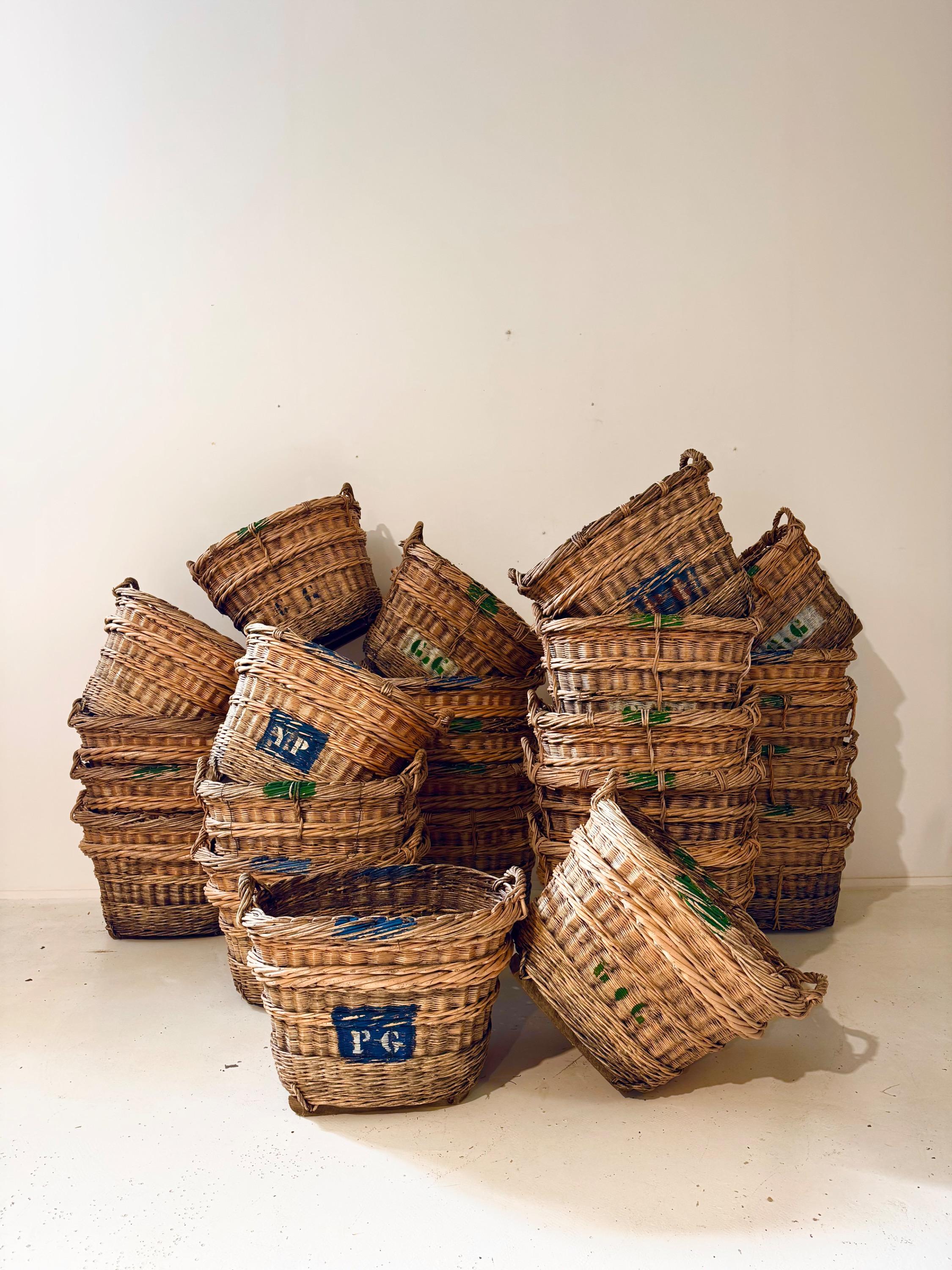 A Super Set of 25 Big Harvest Champagne Baskets Circa 1930/40’s 